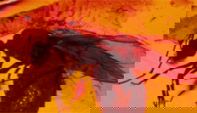 Thumbnail for Sciencible - The Cretaceous Wasp