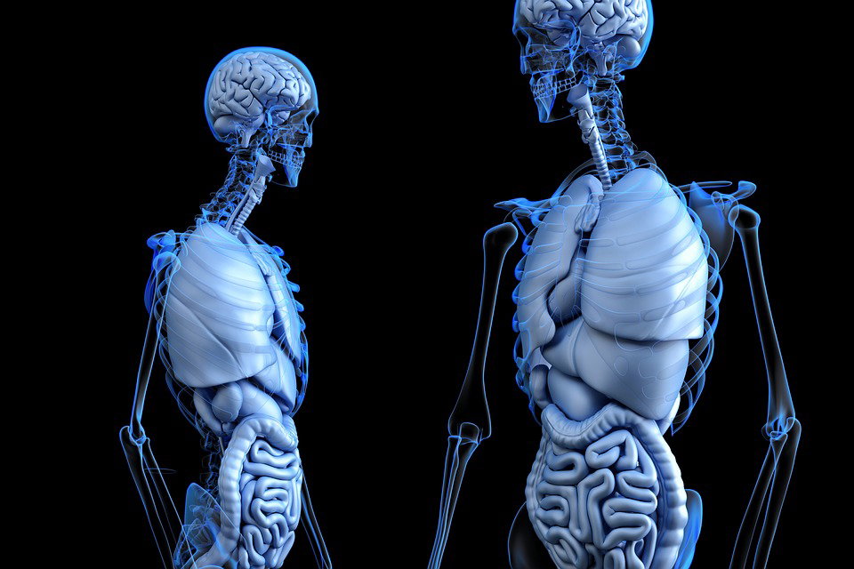 Thumbnail for Understanding the Body