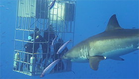 Thumbnail for Le Dessous des images - Les nouveaux requins d'Instagram