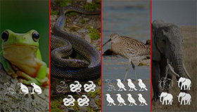 Thumbnail for Le Dessous des cartes - Biodiversité : SOS animaux