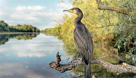 Thumbnail for L’ornithologie dans le delta du Danube